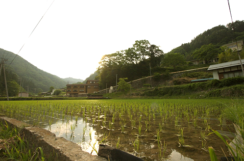 自家菜園